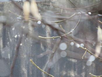 Close-up of water drops on ground