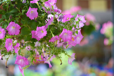 Close-up of pink flowering plant