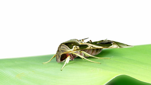 Close-up of insect on plant over white background