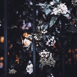 Close-up of flowers during winter