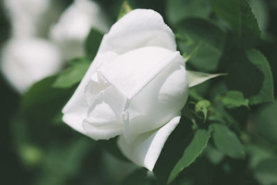 Close-up of white rose blooming outdoors