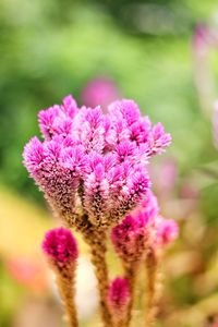 Close-up of pink flowering plant