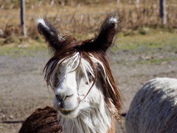 Close-up portrait of horse