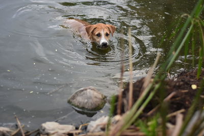 Portrait of dog swimming in lake