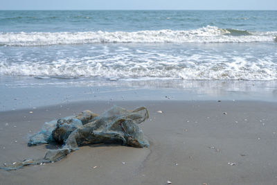 Driftwood on beach