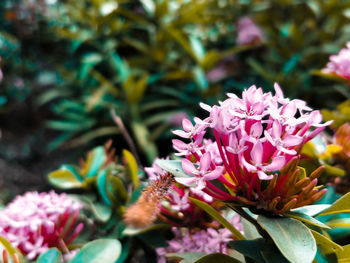 Close-up of pink flowering plant