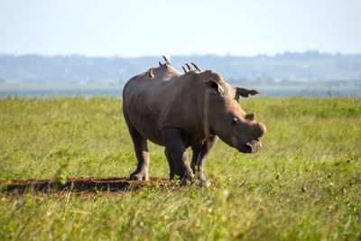 Side view of a horse on field