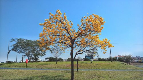 Tree on field against clear blue sky