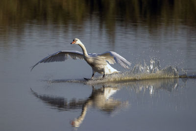 Mute swan landing on the lagoons water. 