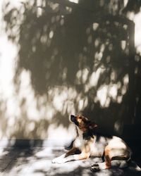 Dog in the sun against white wall