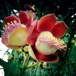 Close-up of flowers