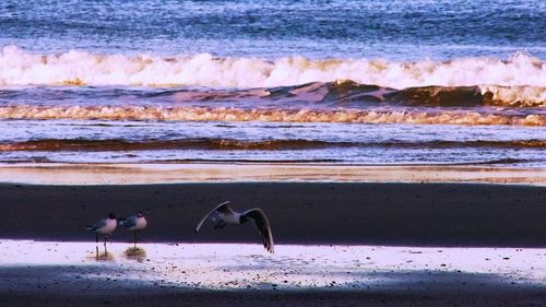 View of horse on beach