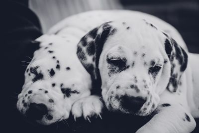 Close-up dalmatian puppies