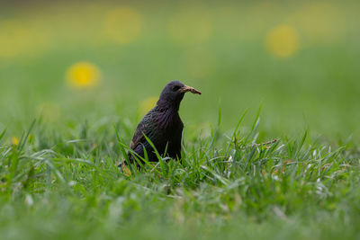 Bird perching on a field