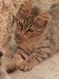 Close-up of cat relaxing on floor