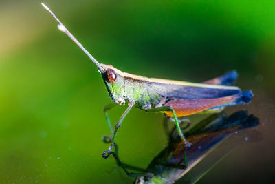 Close-up of insect on leaf