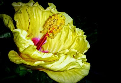 Close-up of rose over black background