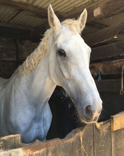 Close-up of horse