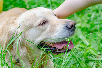 Cute beige labrador dog is sitting in green grass in park. funny animals.