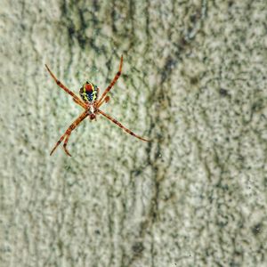 Close-up of spider