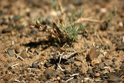 High angle view of insect on land