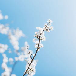 Low angle view of cherry blossom against blue sky