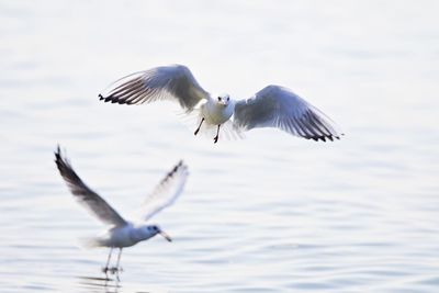 Seagulls flying over sea