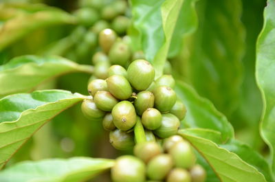 The beauty of coffee beans depends on what is around us.