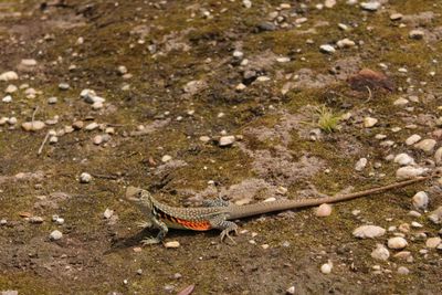 High angle view of lizard on land