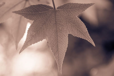 Close-up of dry maple leaves