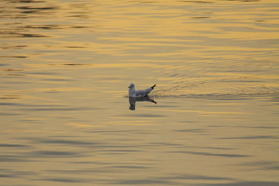 High angle view of bird swimming in sea