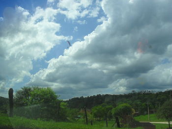 Trees on field against sky