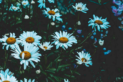 Close-up of white daisy flowers