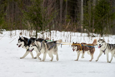 Dogs running on snow covered land