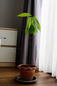 Potted plant on table at home