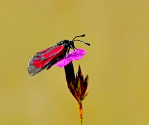 Close-up of butterfly pollinating on flower