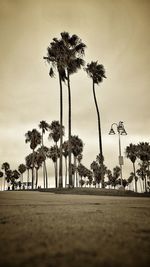 Palm trees on beach against sky