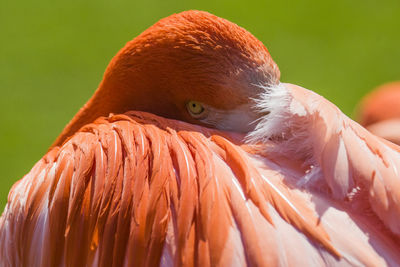 Close-up of flamingo on sunny day