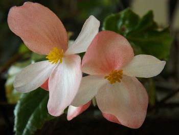 Close-up of pink flower blooming in garden