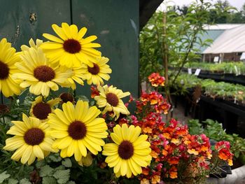 Close-up of yellow flowers on plant for sale