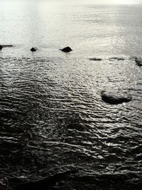 High angle view of bird on beach