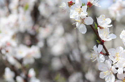 Close-up of white cherry blossom tree