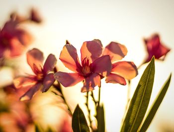 Close-up of flowering plant against sky