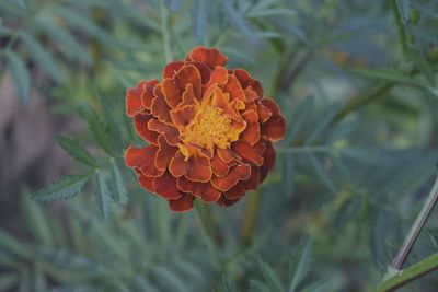 Close-up of flower blooming outdoors