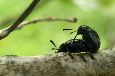 Close-up of insect