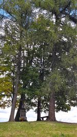 Trees against sky