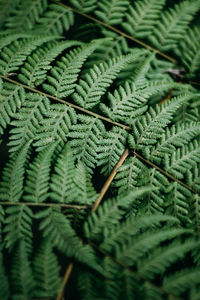 Full frame shot of leaves