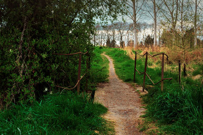 Dirt road amidst trees in forest
