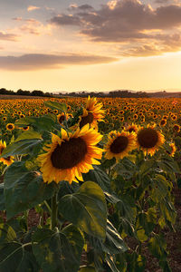 Scenic view of sunflower field against sky during sunset