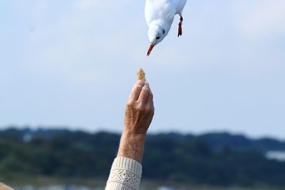 Cropped image of person holding hands against white background